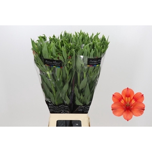 Alstroemeria Intenz Salmon