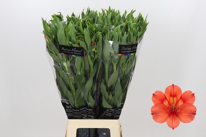 <h4>Alstroemeria Intenz Salmon</h4>