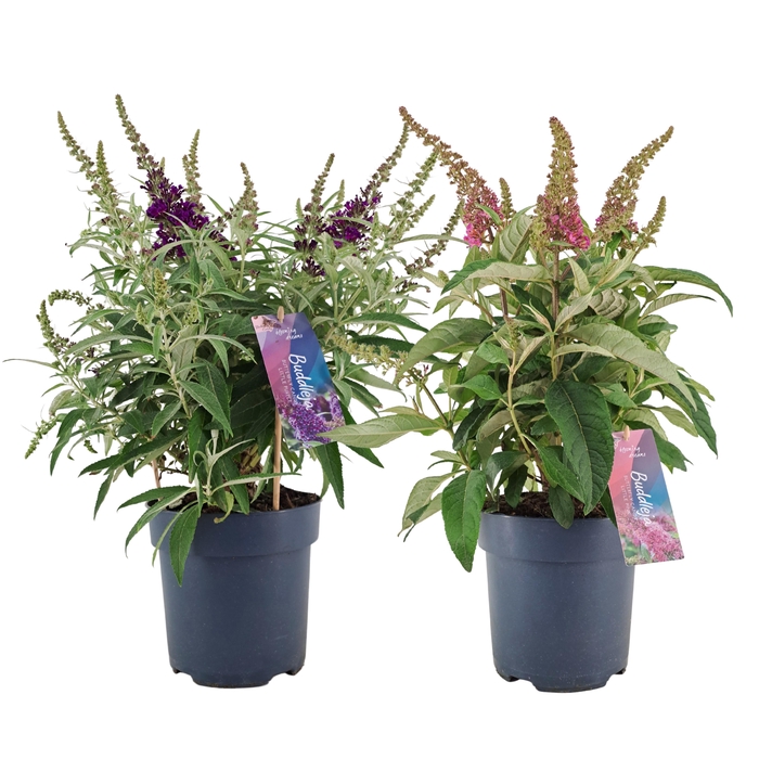 <h4>Buddleja Candy gemengd 2 kleuren p17 (PT)</h4>