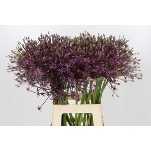 Allium Spider