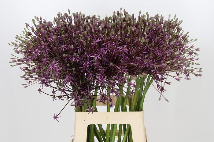 Allium Spider