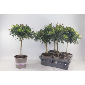 NERIUM OLEANDER OV