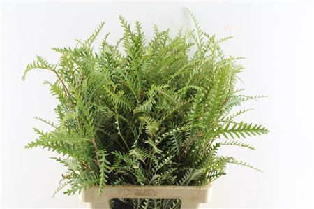 <h4>Grevilea Ivanhoe Groen</h4>