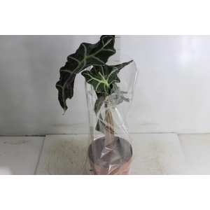 ALOCASIA POLLY P17