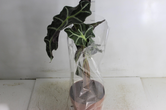 <h4>ALOCASIA POLLY P17</h4>