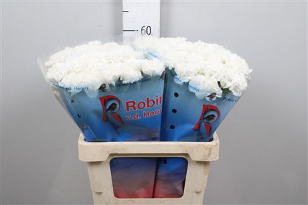 <h4>Di St Antarctica</h4>