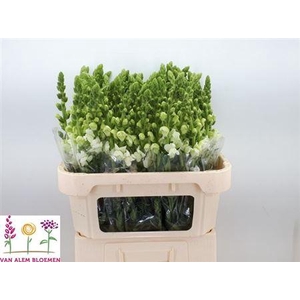 XXXX ANTIR OP WHITE    SF