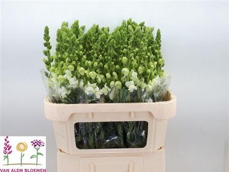 <h4>XXXX ANTIR OP WHITE    SF</h4>