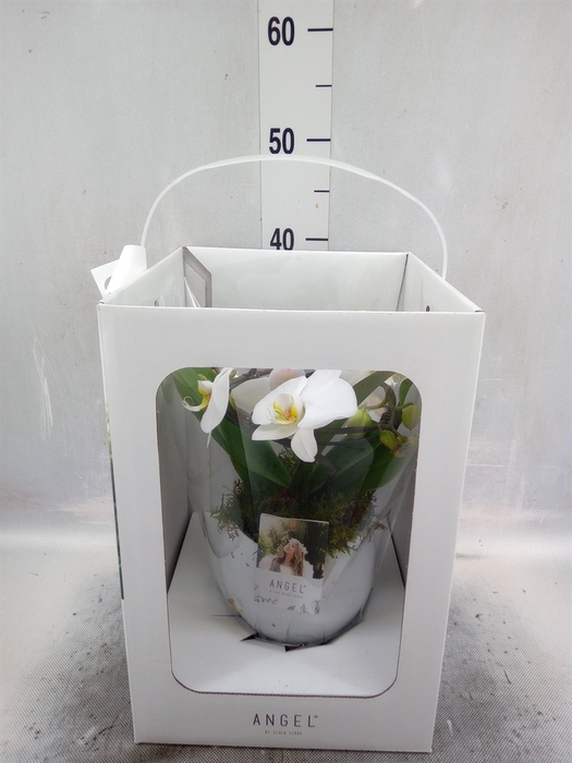 <h4>Phalaenopsis   ...white</h4>