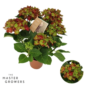 Hydrangea Hi Road lila 5/6 flowers