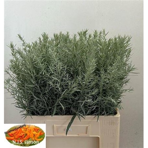 Artemisia Silver Queen