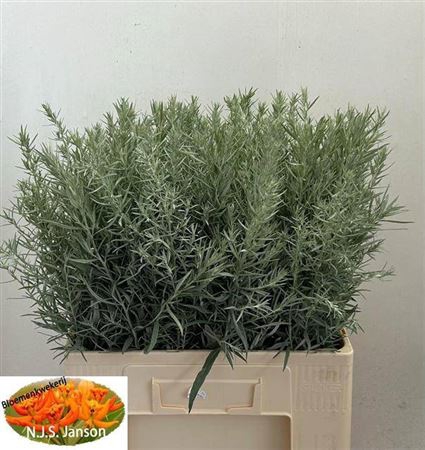 <h4>Artemisia Silver Queen</h4>