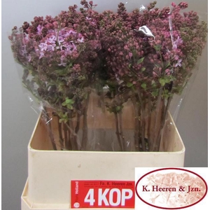 SYR HY ESTHER STALEY