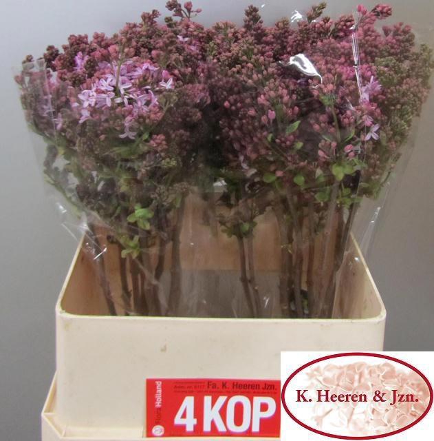 <h4>SYR HY ESTHER STALEY</h4>