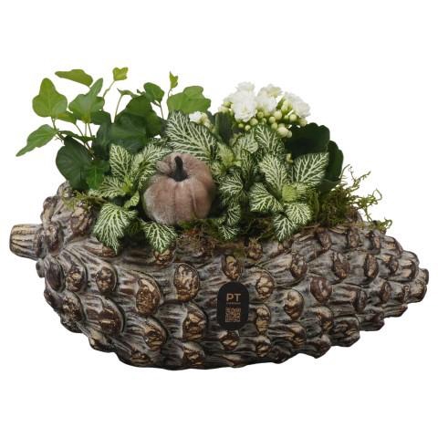 <h4>PTHI3277 Arrangement Autumn Indoor in beton pot in noot vorm</h4>