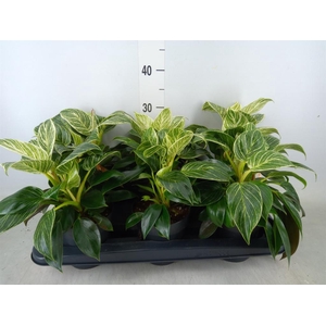 Philodendron  'Birkin'