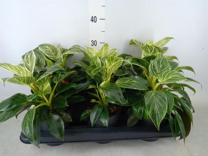 <h4>Philodendron  'Birkin'</h4>