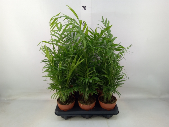 <h4>Chamaedorea elegans</h4>