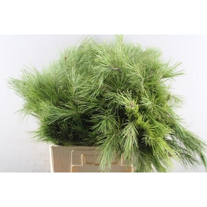 Deco Gr Pinus Strobus Stuks