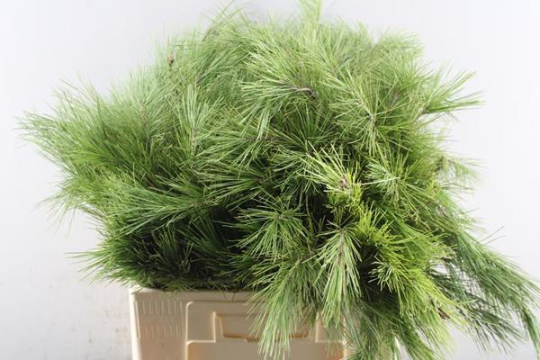 <h4>Deco Gr Pinus Strobus Stuks</h4>