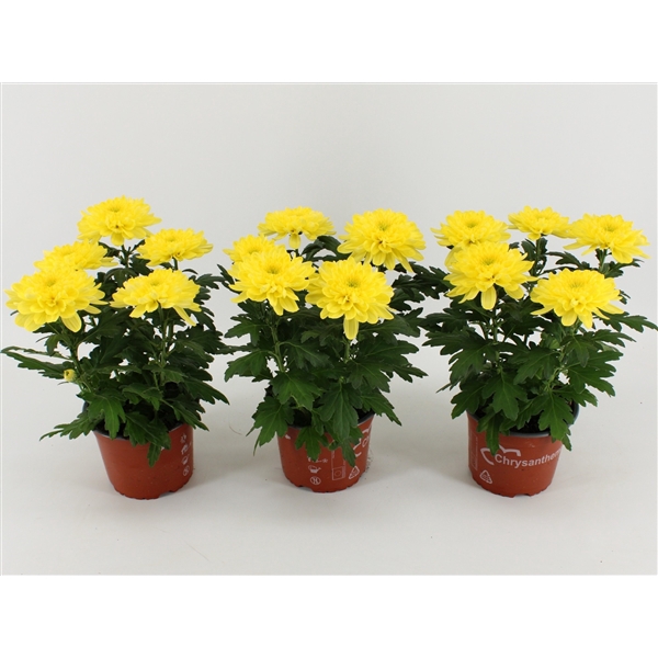 <h4>Chrysant Zembla Geel</h4>