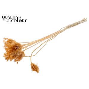 Ammi Majus 2-4cm 10pc/bunch Bleached Salmon