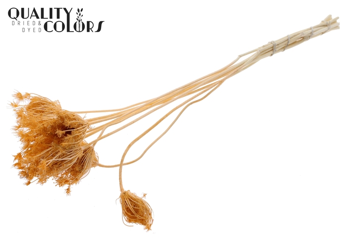 <h4>Ammi Majus 2-4cm 10pc/bunch Bleached Salmon</h4>