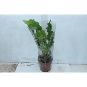 ASPLENIUM NIDUS P17