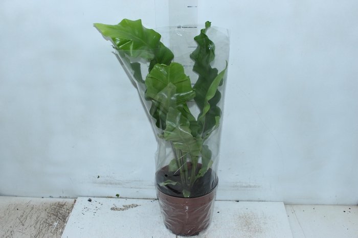 <h4>ASPLENIUM NIDUS P17</h4>