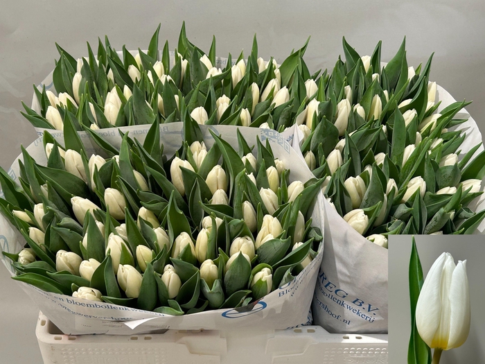 <h4>TU EN WHITE PRINCE</h4>