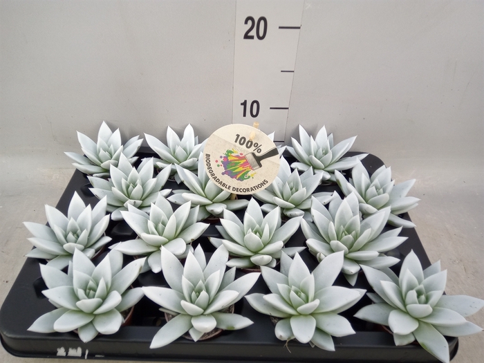 <h4>Echeveria  'Miranda'</h4>