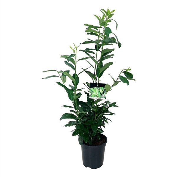 <h4>Prunus laur. 'Genolia' ®</h4>