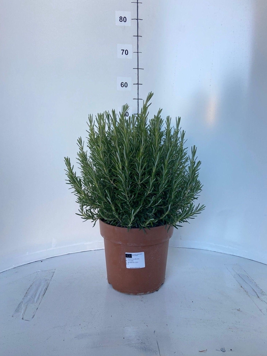 <h4>ROSMARIN OF OV</h4>