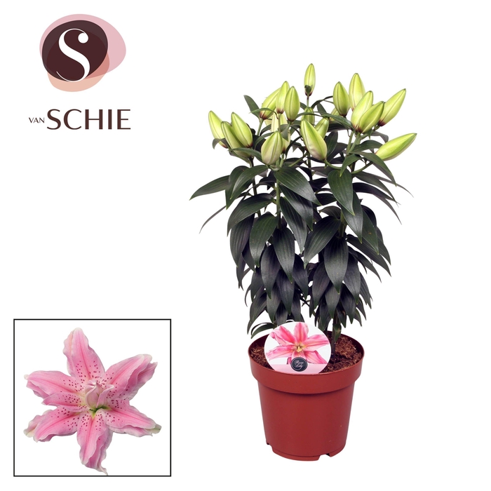 <h4>Roselily Azra p19</h4>