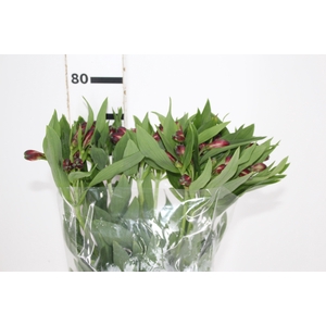 ALSTROEMERIA MERLOT 080 CM VERMELHO