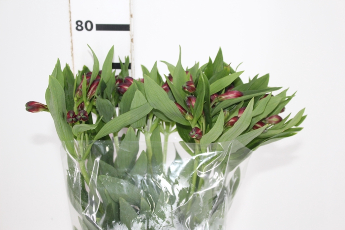 <h4>ALSTROEMERIA MERLOT 080 CM VERMELHO</h4>