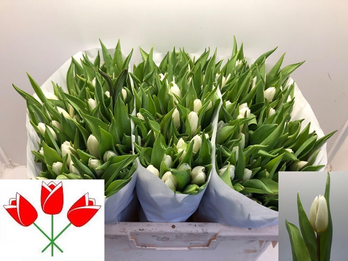 <h4>TU EN WHITE PRINCE</h4>