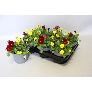 Viola cornuta 13 cm Trio Yellow, Yellow red wing, Red