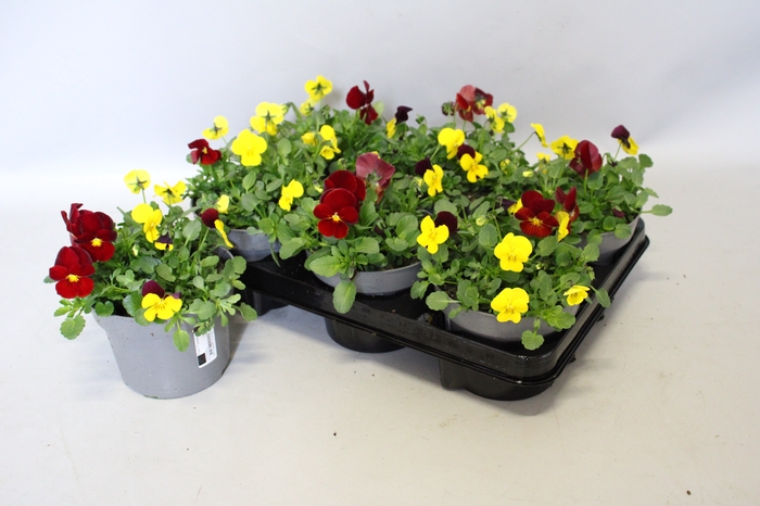 Viola cornuta 13 cm Trio Yellow, Yellow red wing, Red