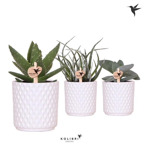 <h4>Kolibri Greens Succulenten mix in Diamond pot white</h4>