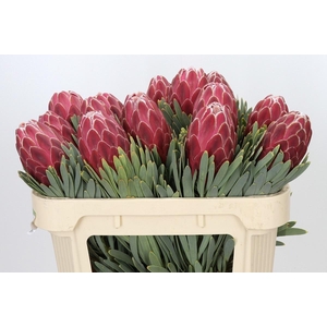 PROTEA VENUS