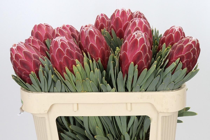 <h4>PROTEA VENUS</h4>