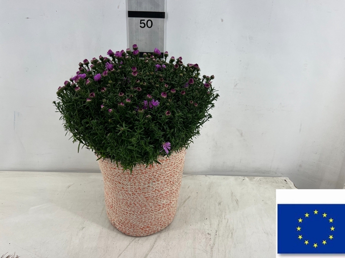 <h4>ARR TUINPLANTEN</h4>