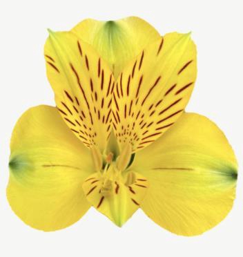 <h4>Alstr Yellowstone</h4>