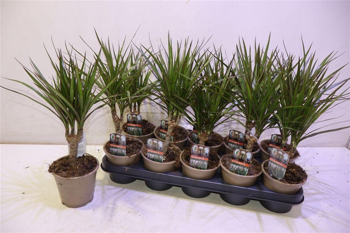 <h4>Dra Marginata</h4>