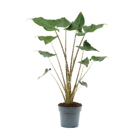 <h4>Alocasia zebrina 'Siberian Tiger'</h4>