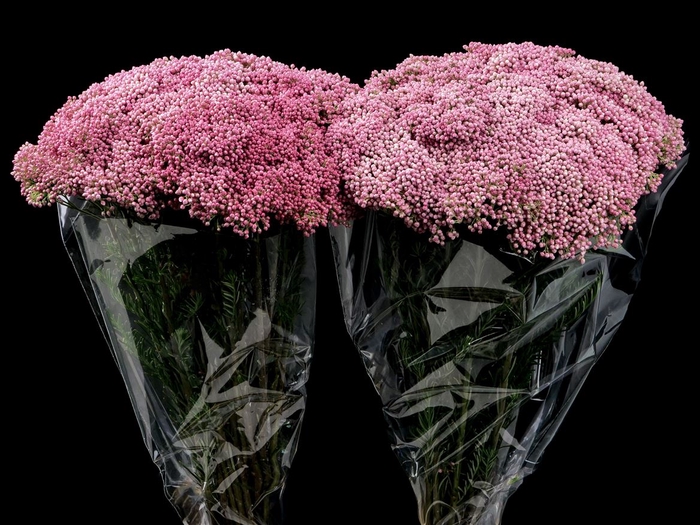 <h4>Ozothamnus Victoria Pink</h4>