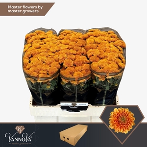 Chr S Ellison Orange