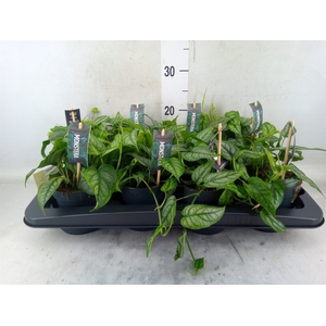 Monstera siltepecana