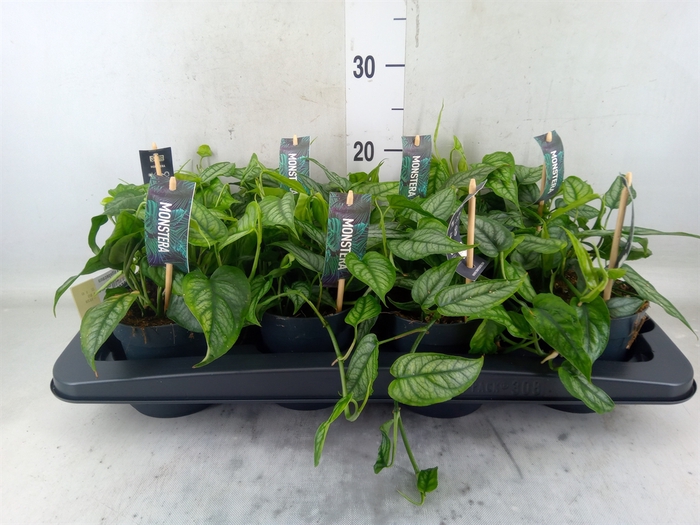 <h4>Monstera siltepecana</h4>